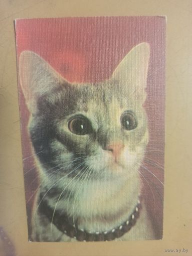 Календарь 1990 кошки/5