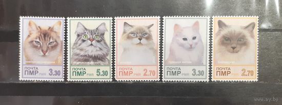 Приднестровье. 2013 год. Фауна. Кошки (1235)