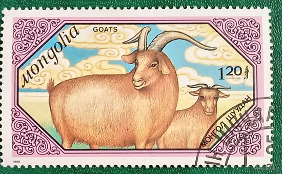 Монголия 1988. Домашняя коза