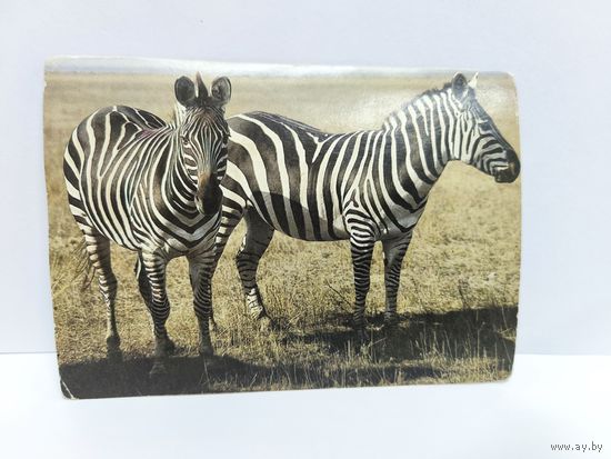 Открытка чистая, 1986г. Зебры. Фото В. Истомина. 14
