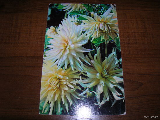 Цветы Георгины 1974 год чистая