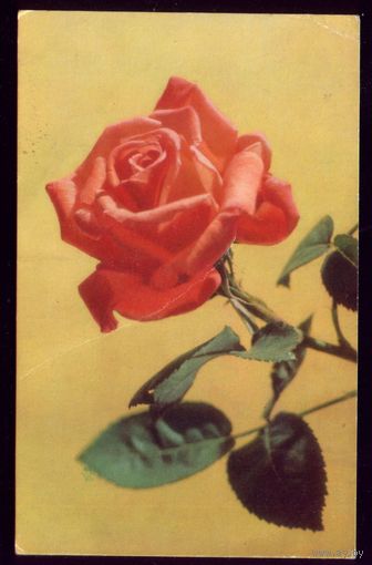 1973 год Н.Бобров Роза