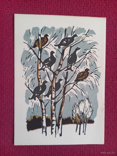 На березах. Захаров 1963 г. Чистая.