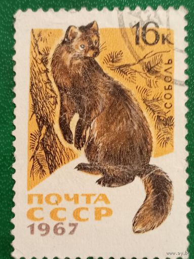 СССР 1967. Фауна. Соболь. Марка из серии