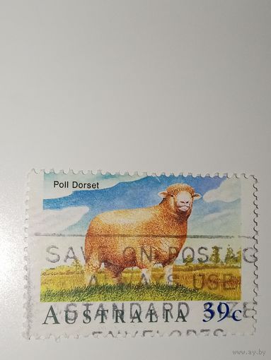 Австралия год 1989.  посвященная породе овец Полл Дорсет.