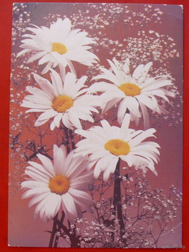 Ромашки. Чистая. 1990 года. Фото Стейнерта. 646.