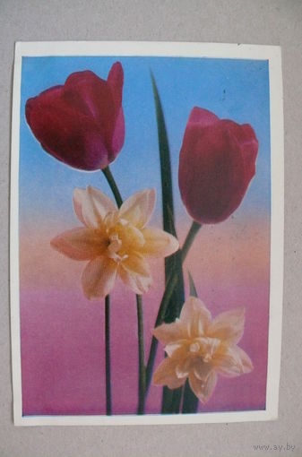 Костенко Г., Цветы, 1973, подписана.