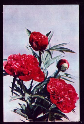 1973 год И.Шагин Пионы