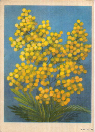 Чистая открытка 1976г. ЭССР "Мимоза" худ. Ю. Ряховский