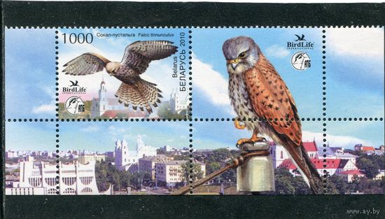 Беларусь 2010. Птица года. Сокол-пустальга. Марка с купоном