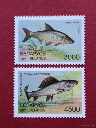 Беларусь 1997 год. Рыбы