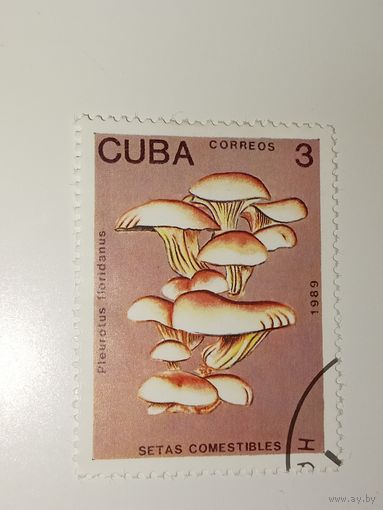 Куба 1989 Pleurotus floridanus (Флоридская вешенка)