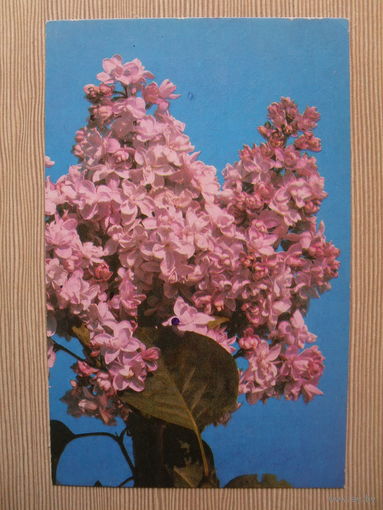 ПОДПИСАННАЯ ОТКРЫТКА .СССР. 1982 год. СИРЕНЬ. ФЛОРА.