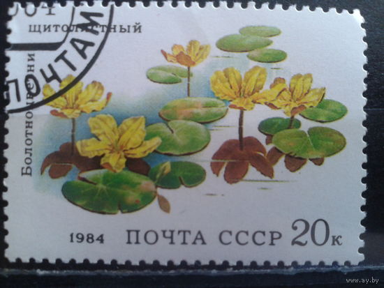 1984 Болотоцветник