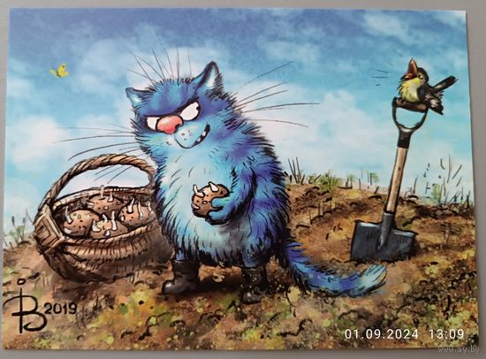Картошка. Синие коты. Ирина Зенюк. Открытка, глянец, 2019.