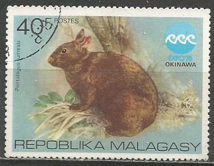 Республика Мадагаскар. Международная выставка EXPO'75. Лазающий заяц. 1975г. Mi#758.