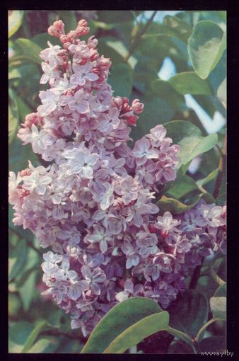 1973 год Н.Матанов Сирень Жора Делож