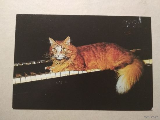 Карманный календарик. Котик. 1991 год