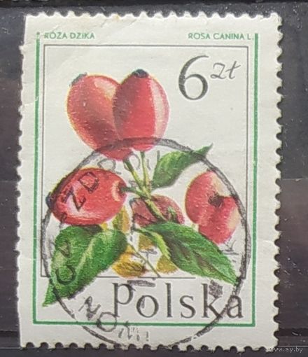 Польша 1977 дикая роза 1 из 8.