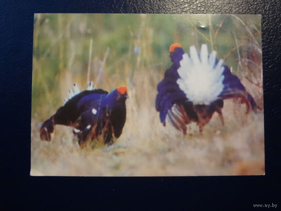 Календарик 2003 г. БТПР.