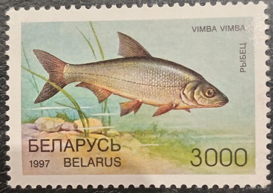 Беларусь 1997. Редкие виды рыб. Рыбец. Марка из серии