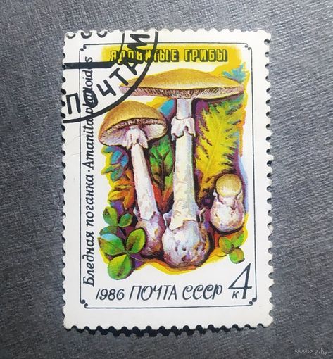 Марка СССР 1986 год Грибы