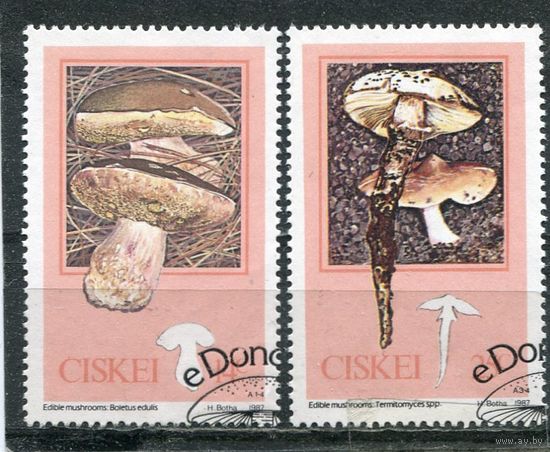 ЮАР. Сискей. Съедобные грибы