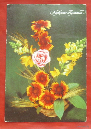 Польская. Поздравительная. Чистая. 1825.