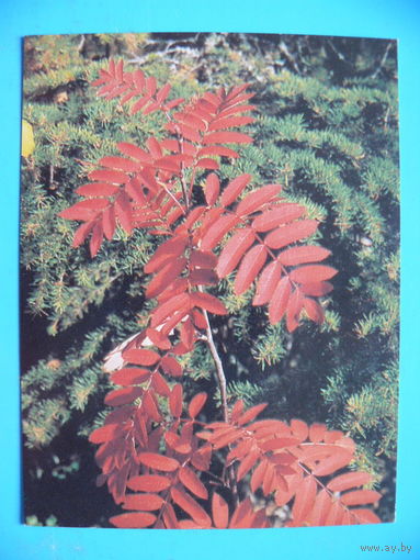 Захарченко А.(фото), Ветка рябины, 1986, чистая, мини-формат.
