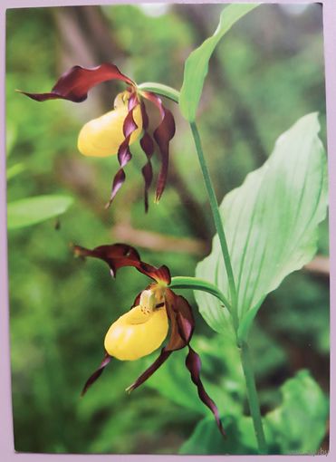 Венерин башмачок-лесная орхидея. Флора. Открытка, глянец