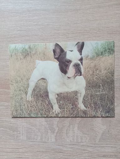 Календарик 1992