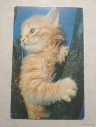 Карманный календарик. Котик.1993 год