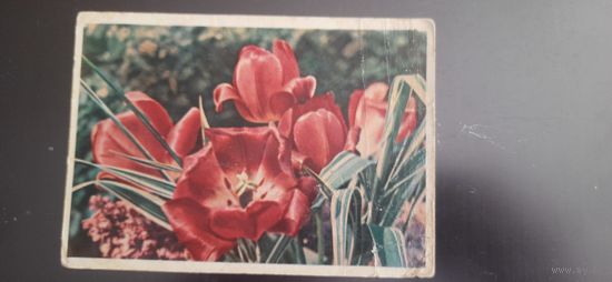 СССР.Тюльпаны.1960г. подписана