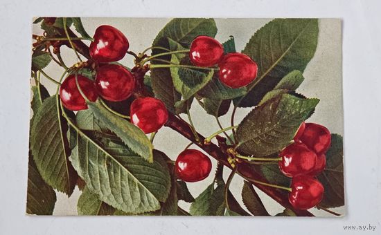 1909 год Либава Открытка