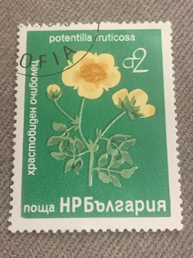 Болгария. Цветы. Potentilla fruticosa