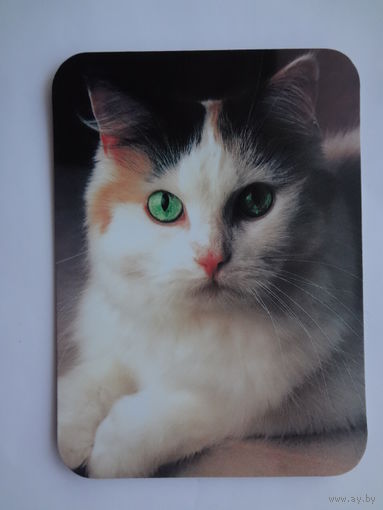 Календарик 2000 г. Кошка.