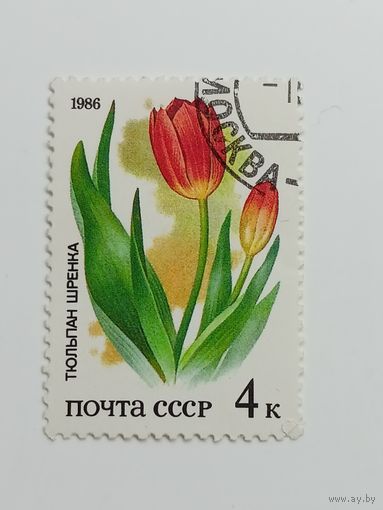 1986 СССР. Растения советских степей. Тюльпан Шренка