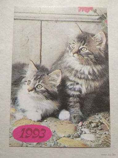 Карманный календарик. Котик.1993 год