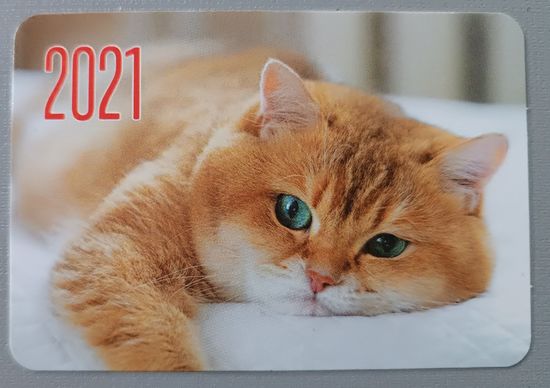 Кот. Календарик, 2021