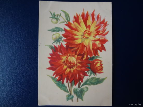 Георгины.  1962 г.