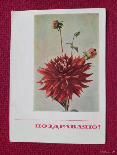 Поздравляю! Матанова, Айзман 1967 г. Чистая. +