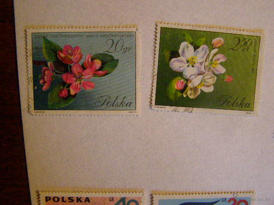 Польша. Цветы. ( 2 марок ) 1972 года.