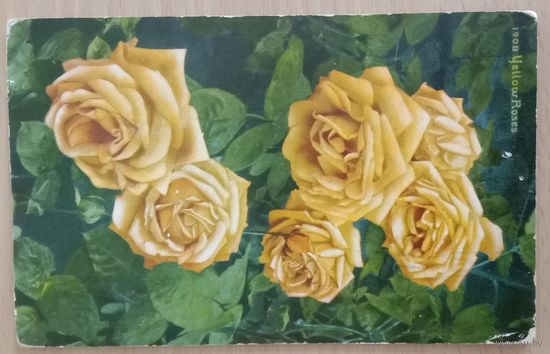 Старинная открытка 1908 Yellow Roses прошла почту в 1915 г. Марка США