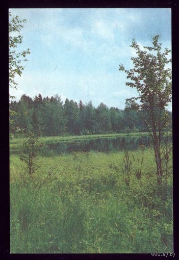 Лес,пруд