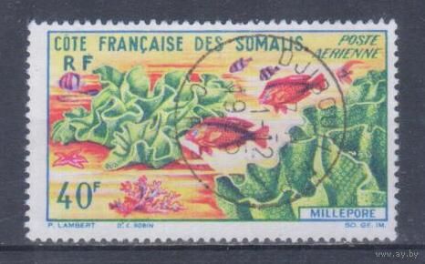 [569] Французские колонии. Французское Сомали 1963. Морская фауна.Кораллы,рыбы. Гашеная марка.