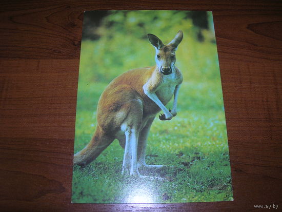 Фауна Кенгуру 1989 год чистая