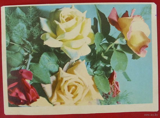 Розы. Чистая. 1969 года. 984.