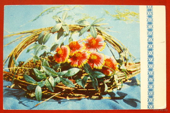 Цветы. Чистая. 1970 года. 1605.