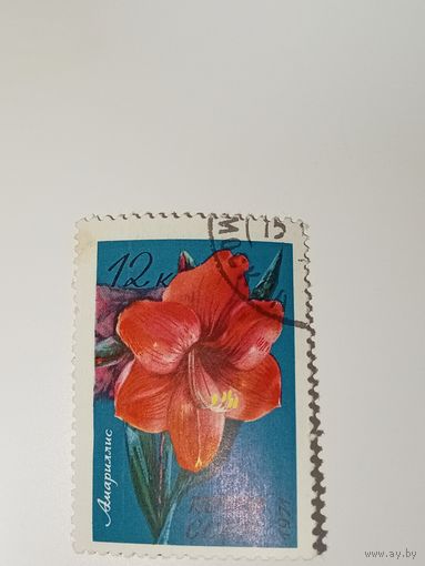 Марка СССР 1971 год Цветы