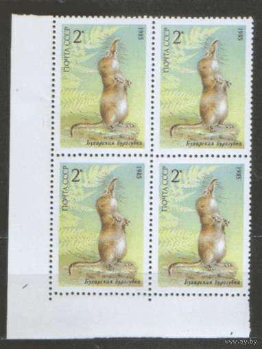 Заг. 5589. 1985. Бухарская бурозубка. КВАРТ. ЧиСт.